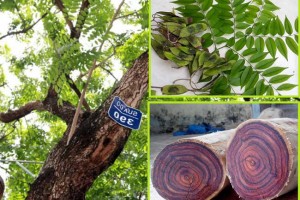 Gỗ sưa - hé lộ đặc tính và giá trị của loại gỗ "đắt hơn vàng"